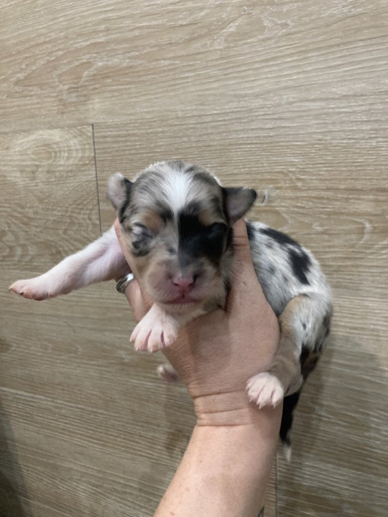 Femelle bleu tri TYA In memory of nanou Femelle Berger australien Femelle bleu tri TYA In memory of nanou Femelle Berger australien