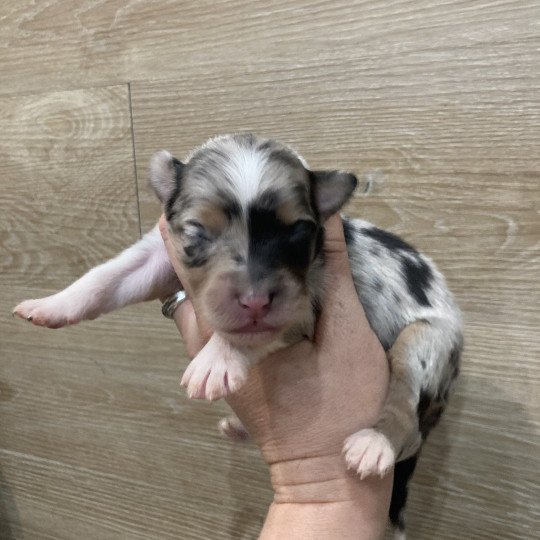 Femelle bleu tri TYA In memory of nanou Femelle Berger australien