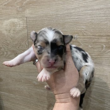 chiot Berger australien Bleu merle tricolore Elevage in memory of nanou chiot Berger australien Bleu merle tricolore Elevage in memory of nanou