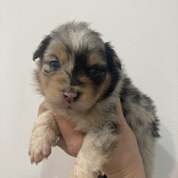 chiot Berger australien Bleu merle tricolore Elevage in memory of nanou chiot Berger australien Bleu merle tricolore Elevage in memory of nanou