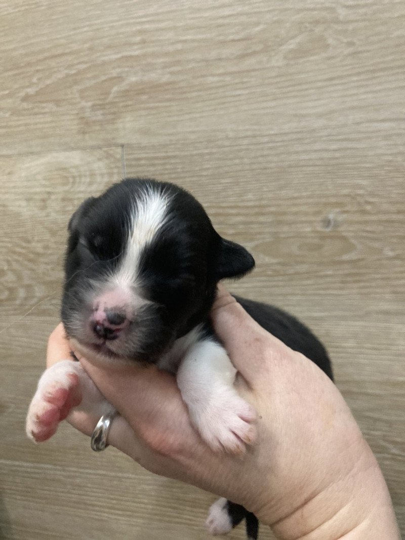 Femelle noir bi In memory of nanou Femelle Berger australien Femelle noir bi In memory of nanou Femelle Berger australien