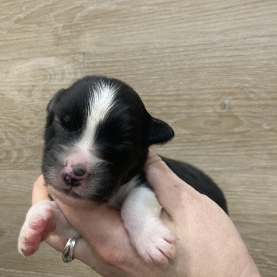 Femelle noir bi In memory of nanou Femelle Berger australien