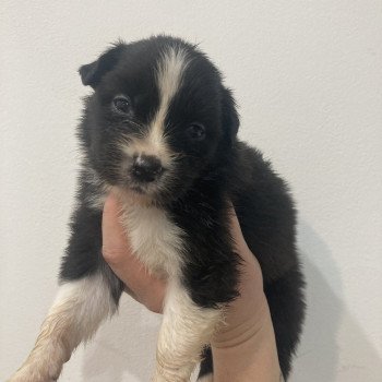 chiot Berger australien Noir bicolore Elevage in memory of nanou chiot Berger australien Noir bicolore Elevage in memory of nanou