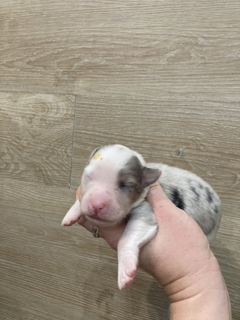 Femelle bleu tri demi tête clair In memory of nanou Femelle Berger australien Femelle bleu tri demi tête clair In memory of nanou Femelle Berger australien