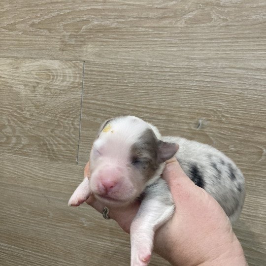 Femelle bleu tri demi tête clair In memory of nanou Femelle Berger australien