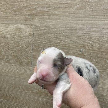 chiot Berger australien Bleu merle tricolore Elevage in memory of nanou chiot Berger australien Bleu merle tricolore Elevage in memory of nanou