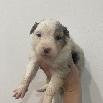 chiot Berger australien Bleu merle tricolore Elevage in memory of nanou chiot Berger australien Bleu merle tricolore Elevage in memory of nanou