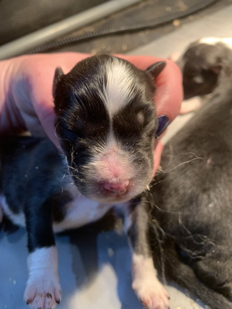 1er chiot (Portée Utah ❤ patata) - Mâle Noir tricolore Mâle Berger australien