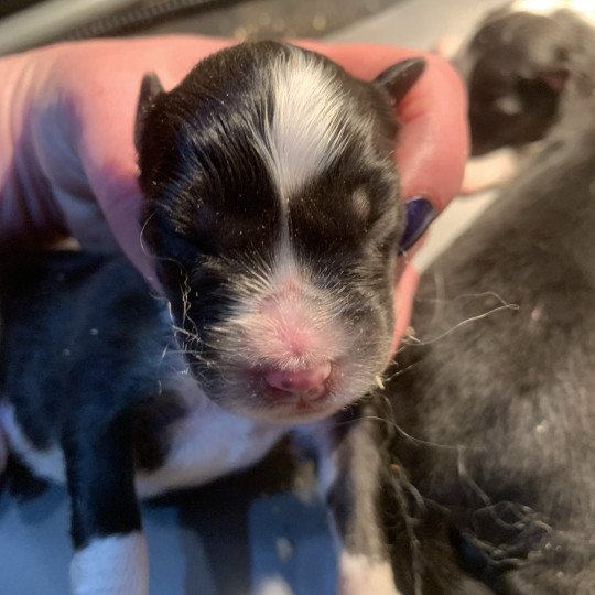 1er chiot (Portée Utah ❤ patata) - Mâle Noir tricolore Mâle Berger australien