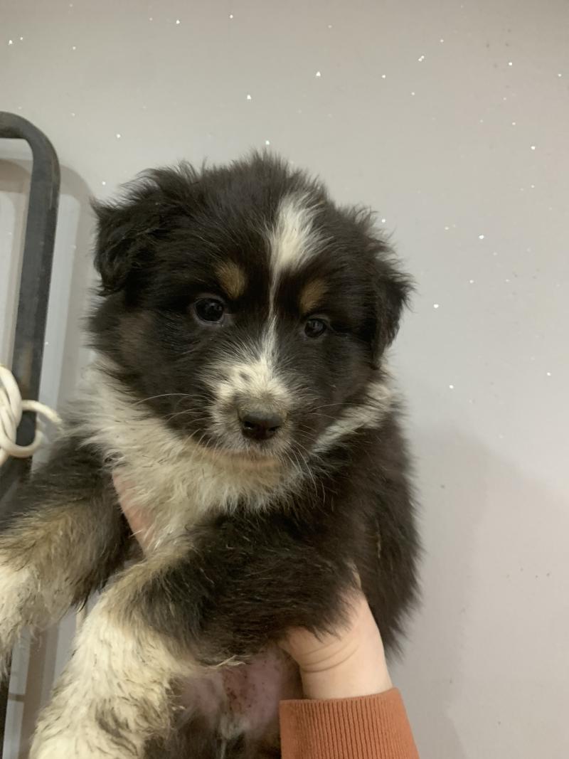 MNT In memory of nanou Mâle Berger australien