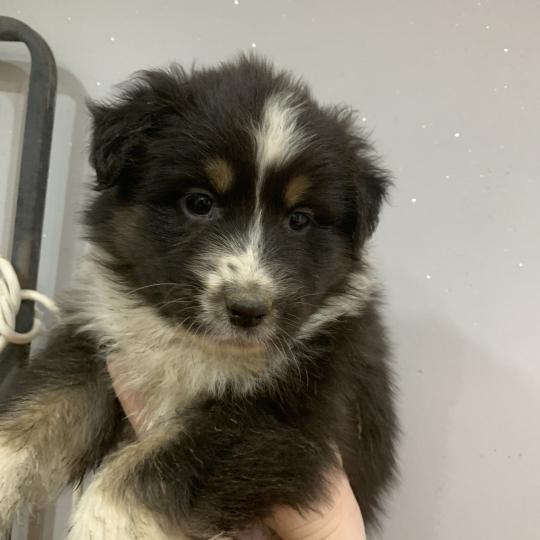 MNT In memory of nanou Mâle Berger australien