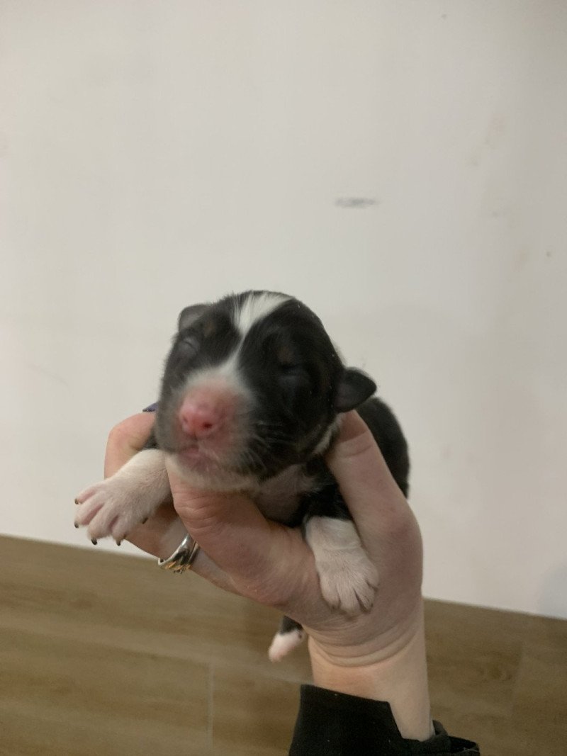 2e chiot (Portée Utah ❤ patata) - Femelle Noir tricolore Femelle Berger australien