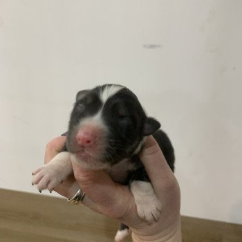 chiot Berger australien Noir tricolore Elevage in memory of nanou