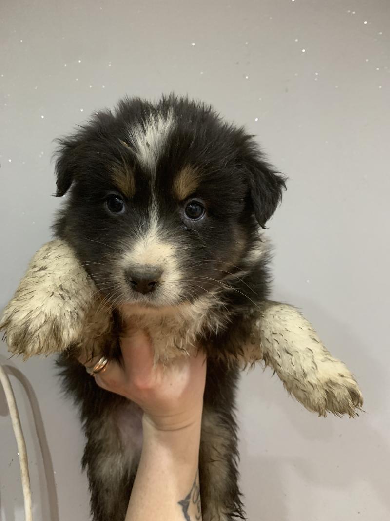 Baiia In memory of nanou Femelle Berger australien