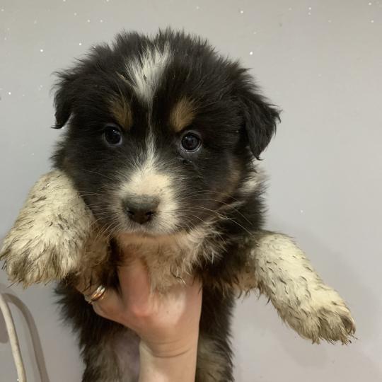 Baiia In memory of nanou Femelle Berger australien