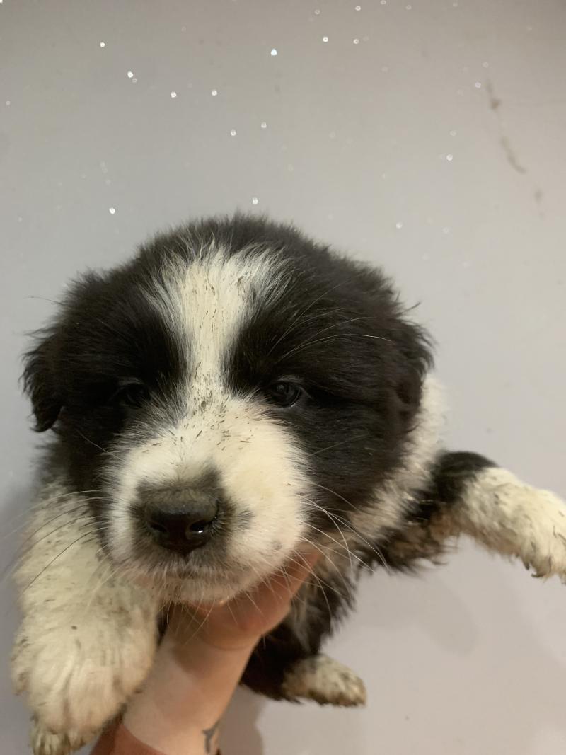 FNBi In memory of nanou Femelle Berger australien