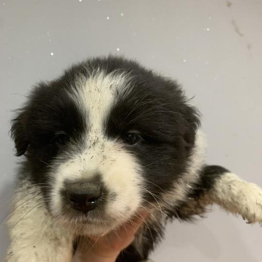 FNBi In memory of nanou Femelle Berger australien