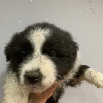 chiot Berger australien Noir bicolore Elevage in memory of nanou