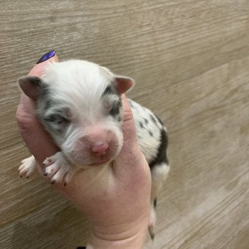 chiot Berger australien Bleu merle bicolore Elevage in memory of nanou