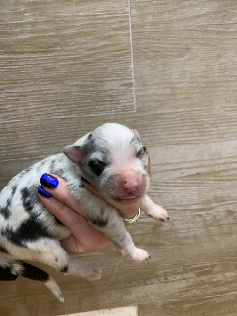 4e chiot (Portée Utah ❤ patata) - Femelle Bleu merle bicolore Femelle Berger australien