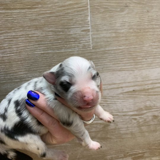 4e chiot (Portée Utah ❤ patata) - Femelle Bleu merle bicolore Femelle Berger australien