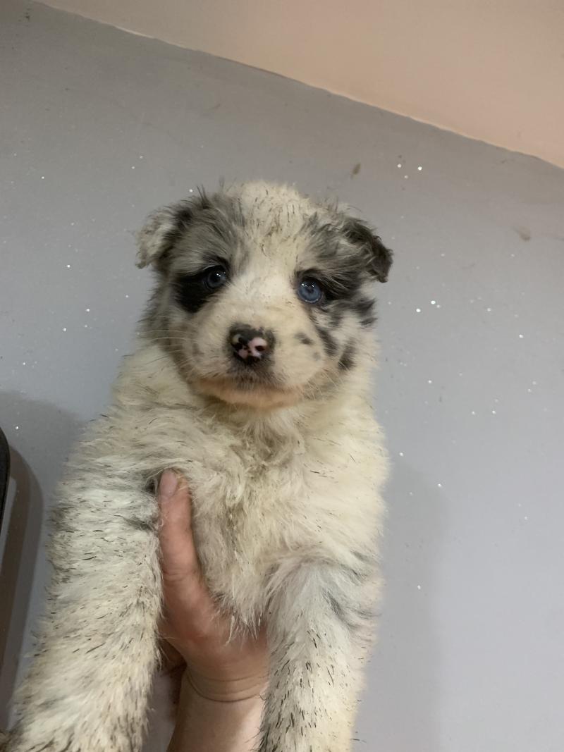 FBMBi In memory of nanou Femelle Berger australien