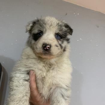 chiot Berger australien Bleu merle bicolore Elevage in memory of nanou