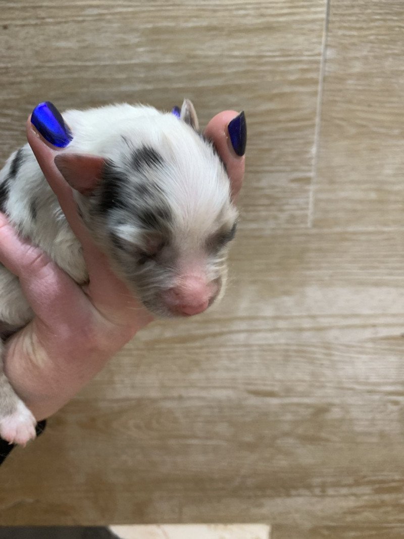5e chiot (Portée Utah ❤ patata) - Femelle Bleu merle tricolore Femelle Berger australien