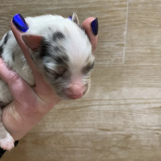 5e chiot (Portée Utah ❤ patata) - Femelle Bleu merle tricolore Femelle Berger australien