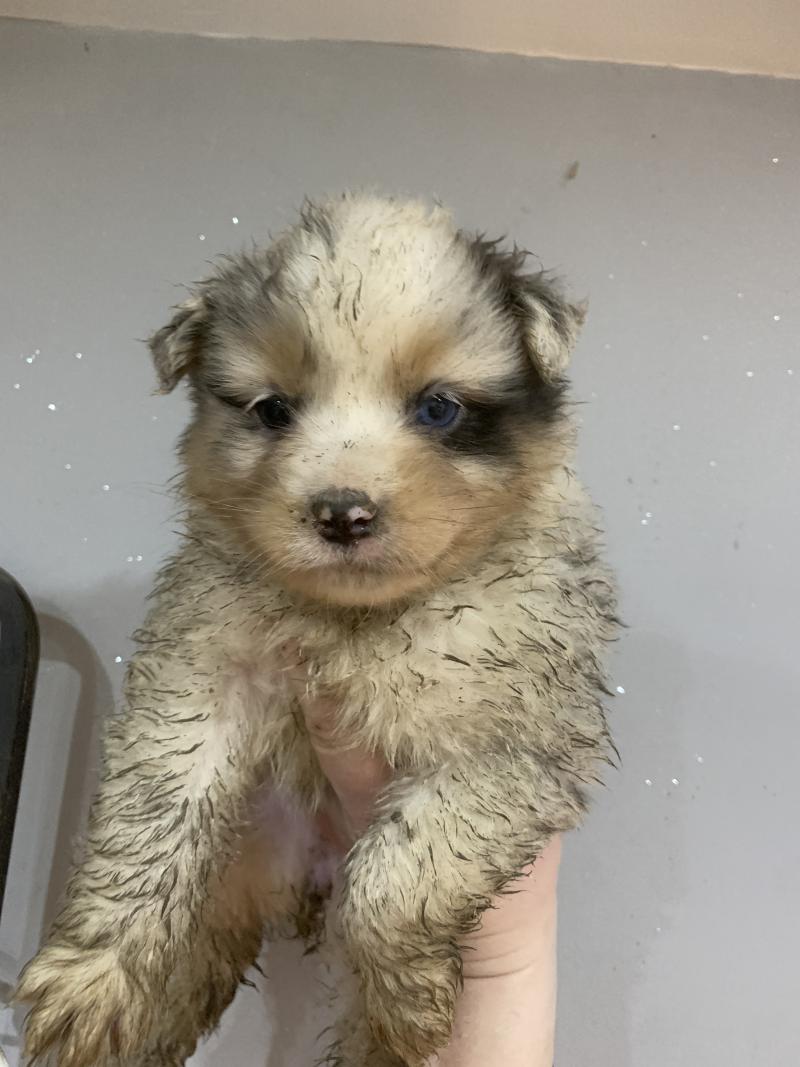 Baya In memory of nanou Femelle Berger australien