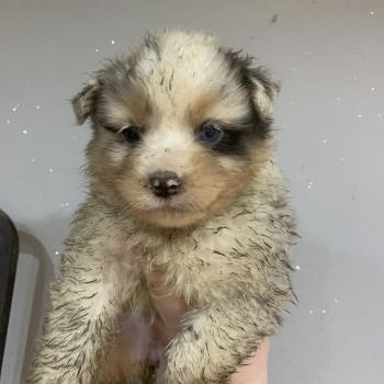 chiot Berger australien Bleu merle tricolore Baya Elevage in memory of nanou