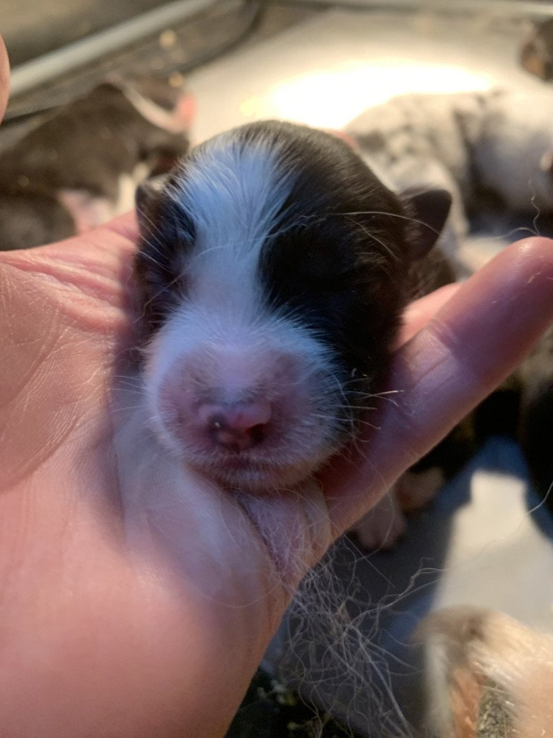 6e chiot (Portée Utah ❤ patata) - Femelle Noir bicolore Femelle Berger australien