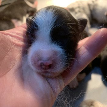 chiot Berger australien Noir bicolore Elevage in memory of nanou