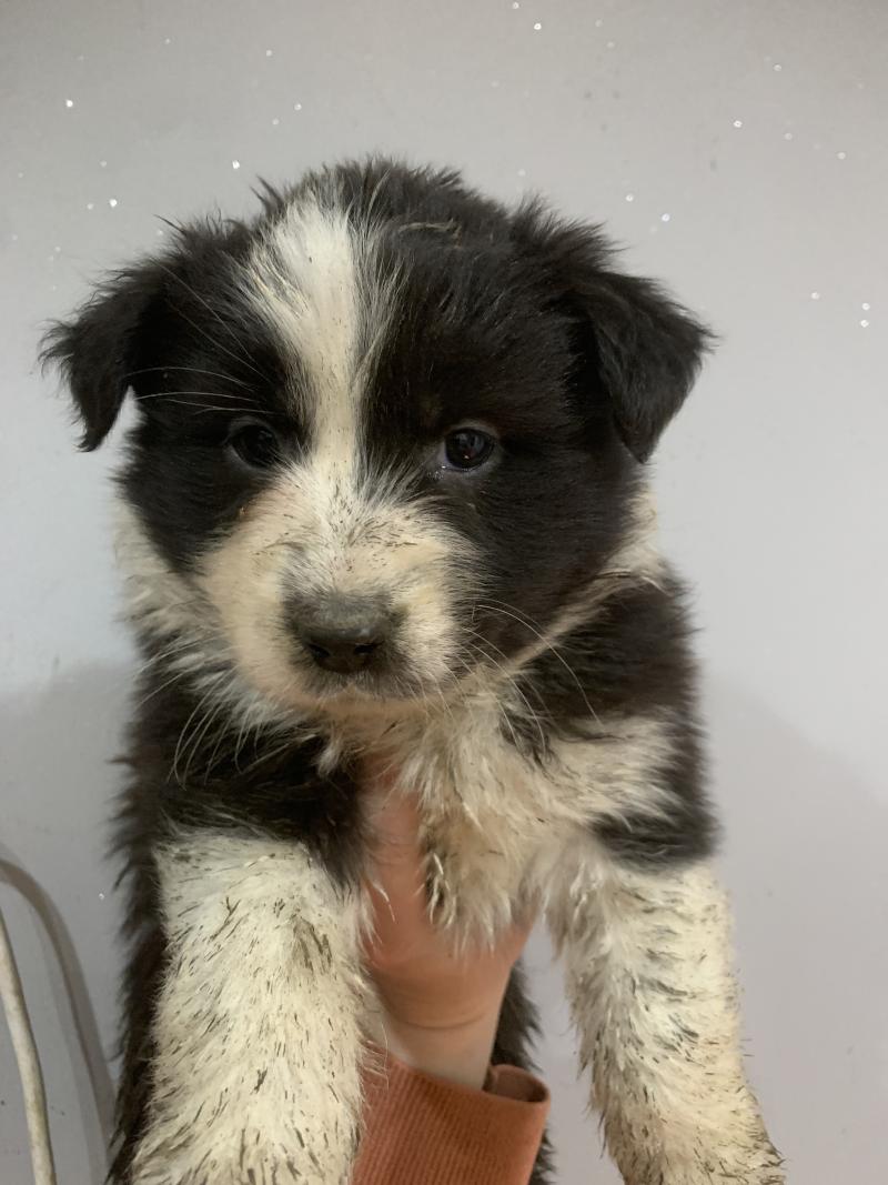 FBB In memory of nanou Femelle Berger australien