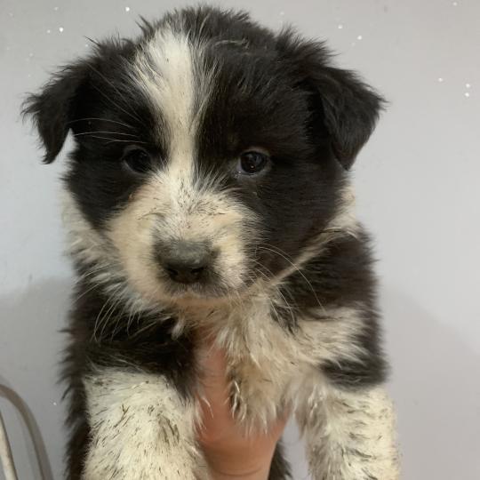 FBB In memory of nanou Femelle Berger australien