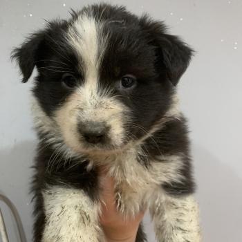 chiot Berger australien Noir bicolore Elevage in memory of nanou