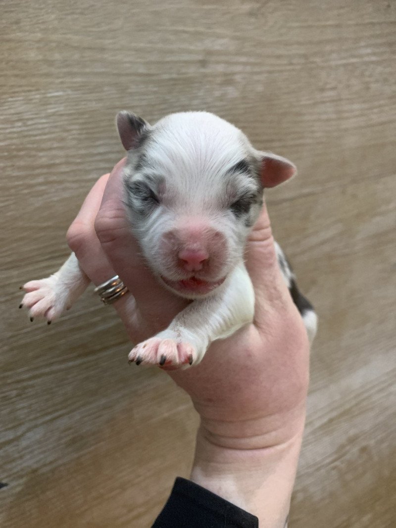 7e chiot (Portée Utah ❤ patata) - Femelle Bleu merle bicolore Femelle Berger australien