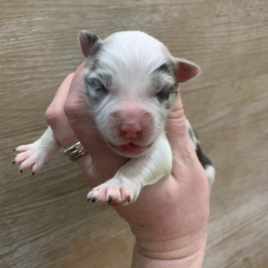 7e chiot (Portée Utah ❤ patata) - Femelle Bleu merle bicolore Femelle Berger australien