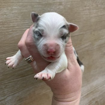 chiot Berger australien Bleu merle bicolore Elevage in memory of nanou