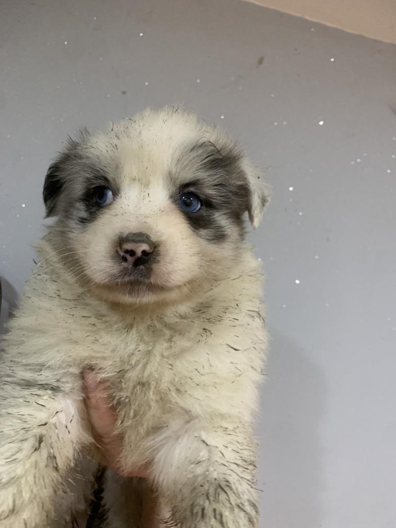 FBMBi In memory of nanou Femelle Berger australien