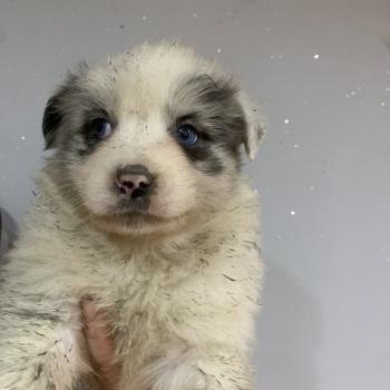 chiot Berger australien Bleu merle bicolore Elevage in memory of nanou