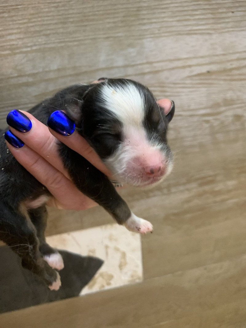 8e chiot (Portée Utah ❤ patata) - Mâle Noir tricolore Mâle Berger australien