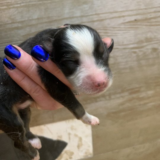 8e chiot (Portée Utah ❤ patata) - Mâle Noir tricolore Mâle Berger australien