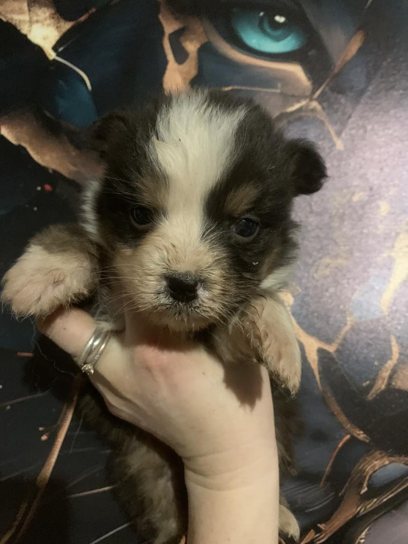 MNT P In memory of nanou Mâle Berger australien