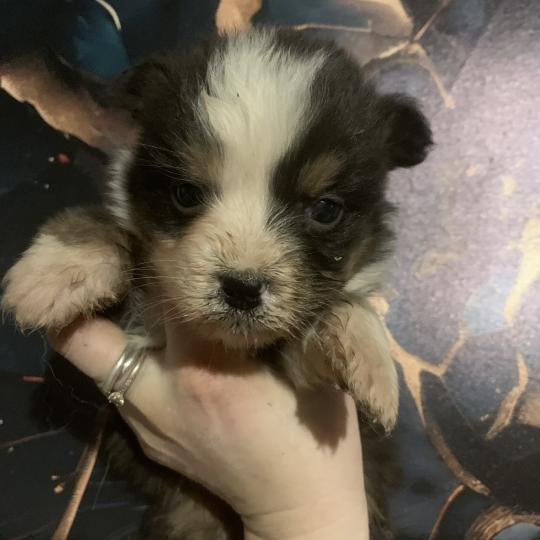 MNT P In memory of nanou Mâle Berger australien