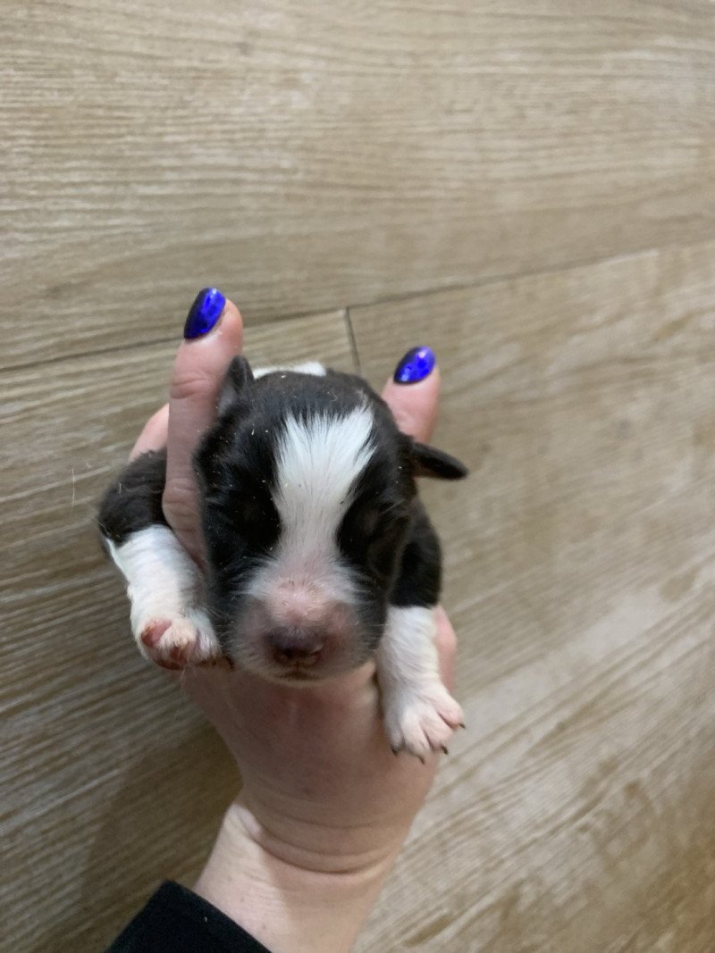 9e chiot (Portée Utah ❤ patata) - Mâle Noir tricolore Mâle Berger australien