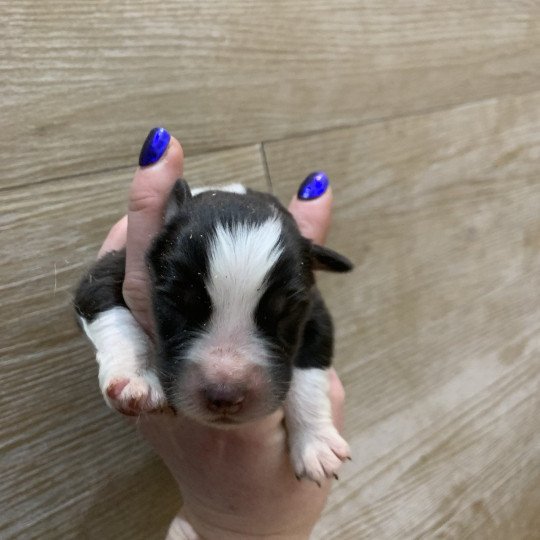 9e chiot (Portée Utah ❤ patata) - Mâle Noir tricolore Mâle Berger australien