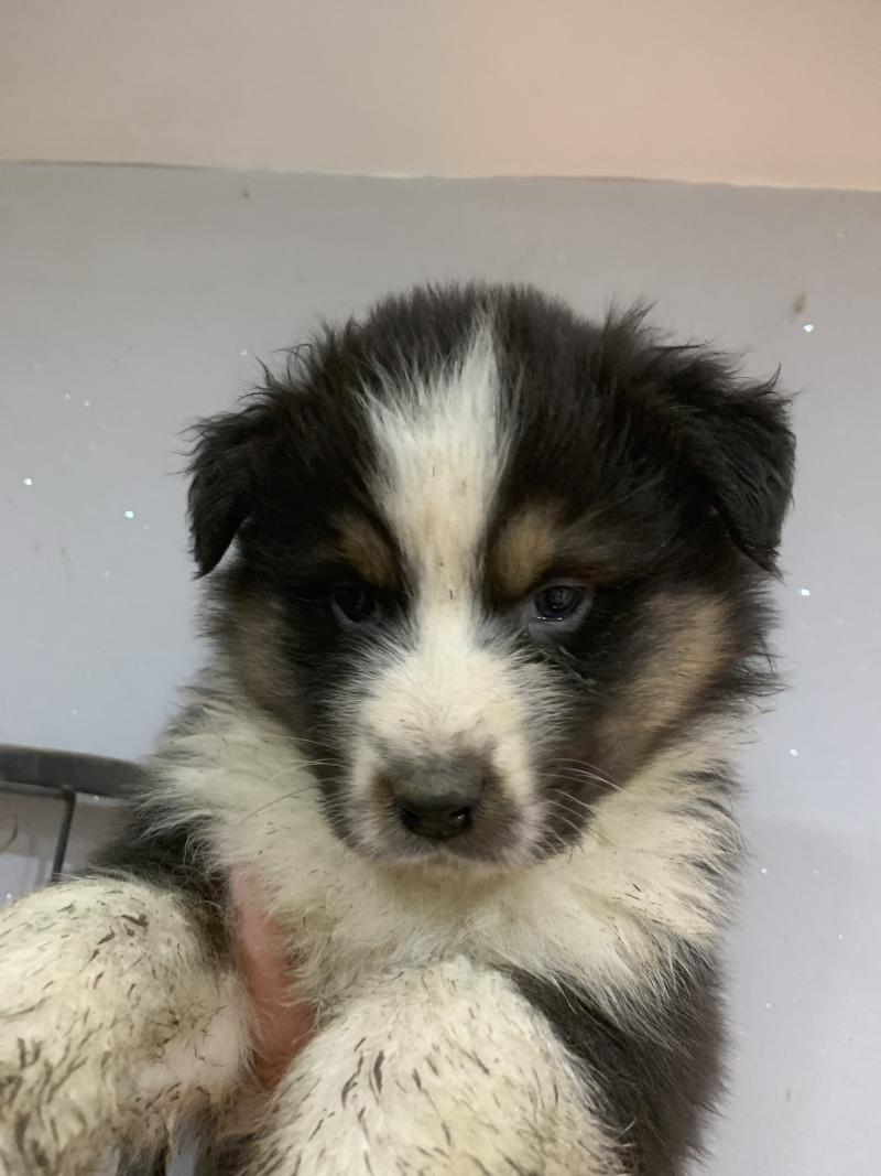 MNT In memory of nanou Mâle Berger australien