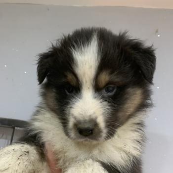 chiot Berger australien Noir tricolore Elevage in memory of nanou