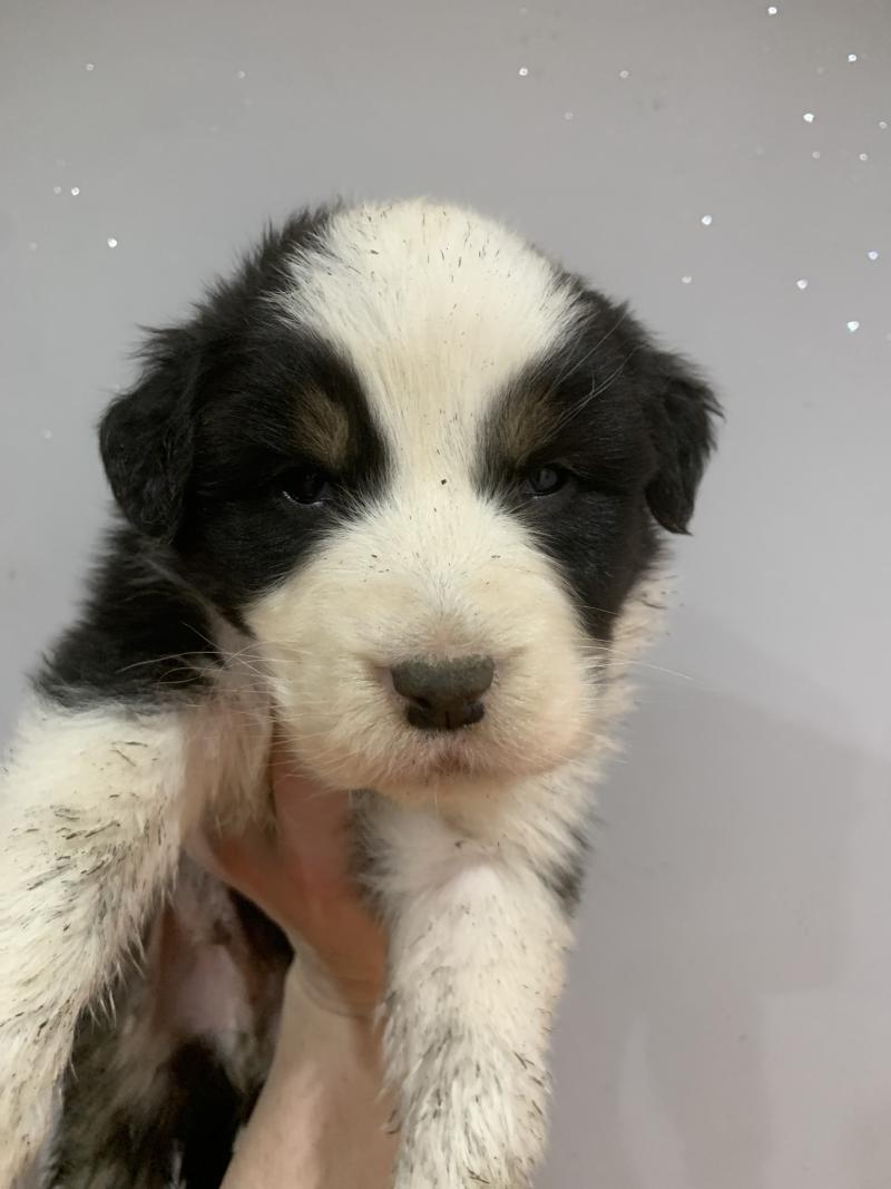 MNT In memory of nanou Mâle Berger australien